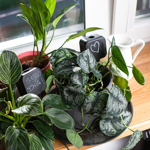 Växtbevattnare – svart tavla med keramisk fot, 200 ml - 9