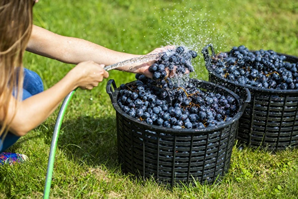 Hur gör man vin steg för steg?