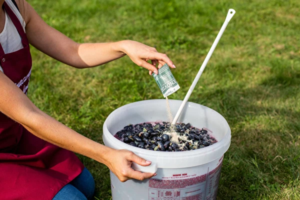 Hur gör man vin steg för steg?