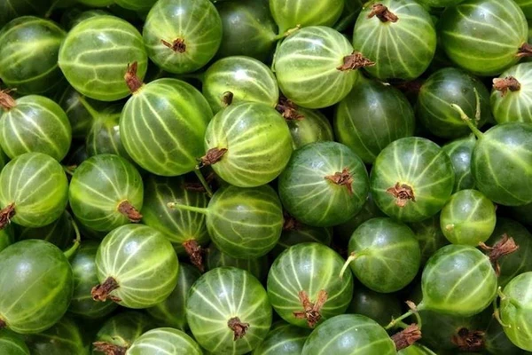 Krusbärslikör – likör på krusbär