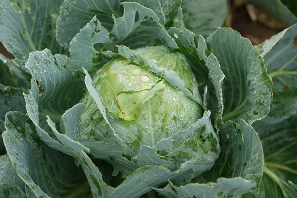 Surkål enligt fru Sylwias recept