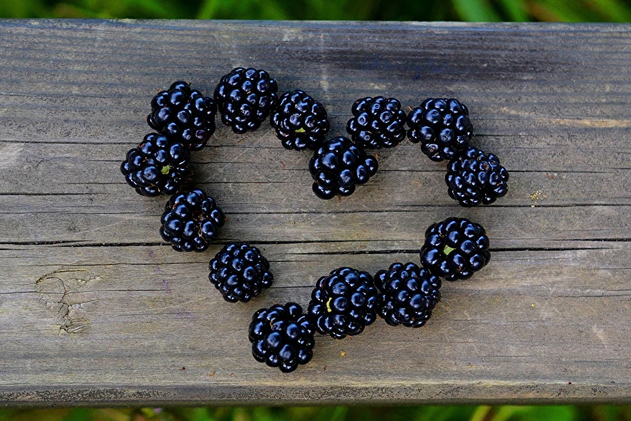 Browin Przepiśnik - Hemmagjord björnbärslikör