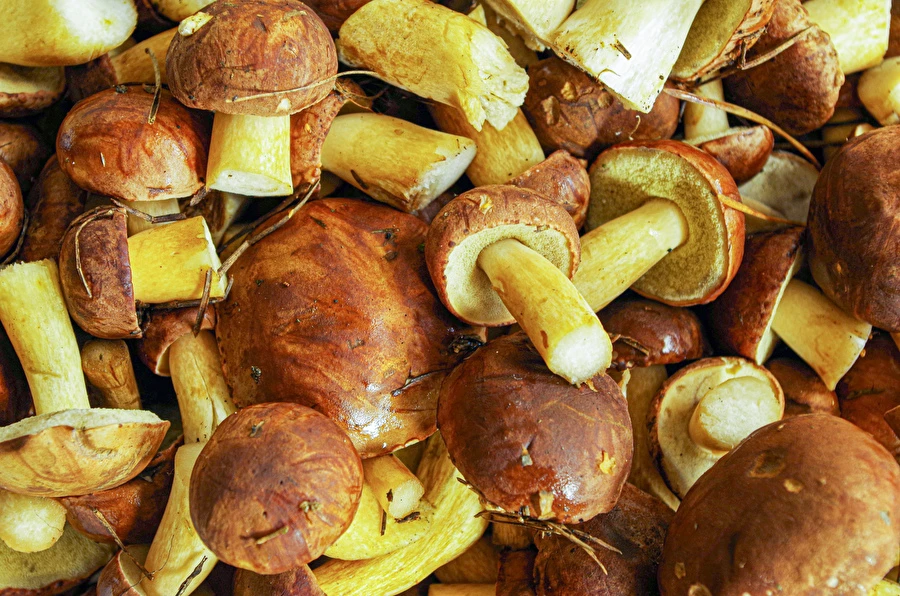 Browin Przepiśnik - Inlagda brunrörsoppar