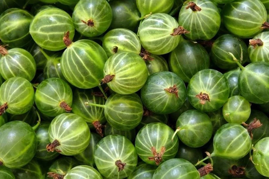 Browin Przepiśnik - Krusbärslikör – likör på krusbär