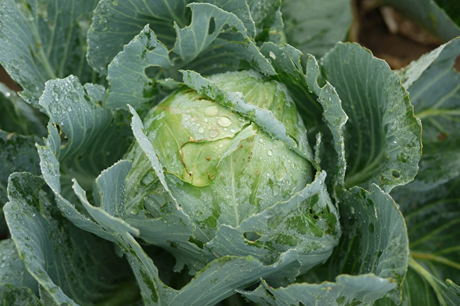 Browin Przepiśnik - Surkål enligt fru Sylwias recept